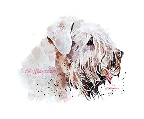 What does a wheaten dog look like