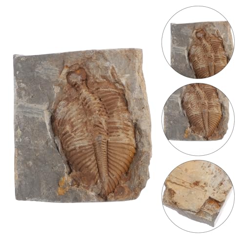 Fossiles véritables de trilobite ancien pour remplacer les fausses résines - 6
