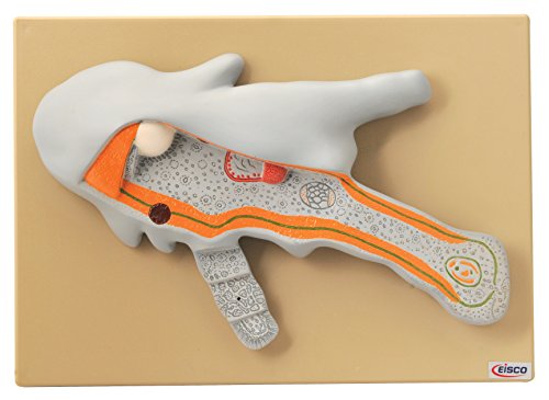 Image of Eisco Labs Amoeba Model