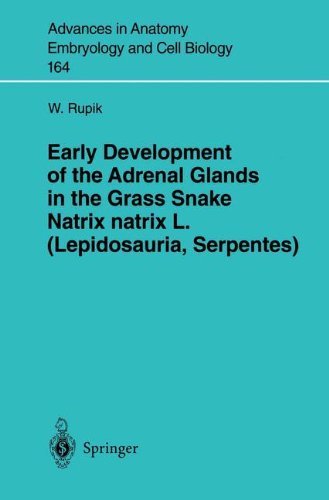 Early Development of the Adrenal Glands in the Grass Snake Natrix natrix L. (Lepidosauria, Serpentes) (Advances in Anatomy, Embryology and Cell Biology Book 164) (English Edition)