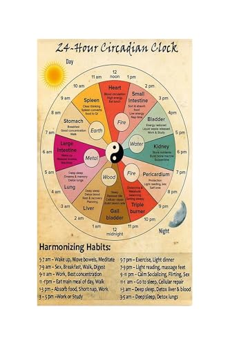 Traditional Chinese Medicine Body Clock Chart 24 Hour Organ Function