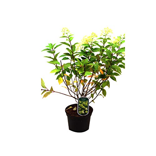 Hydrangea Paniculata 'Limelight'- Hortensia paniculé 'Limelight' 40-50 cm en conteneur – vue 3