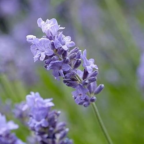 12 unità Lavandula Angustifolia 'Munstead' - Lavanda Vera 'Munstead' Vaso 9x9cm ±1 m² - Pianta Aromatica con Fiori Viola e Aroma Delicato