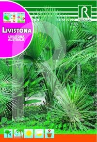 Rocalba Semilla Livistonia (livistonia Australis)
