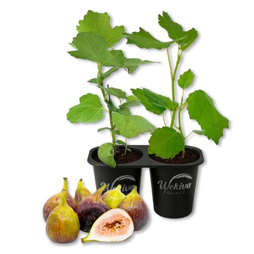Brown Turkey Fig Tree - 2 Live Starter Plants - Ficus Carica - Edible Fruit Tree for The Patio and...