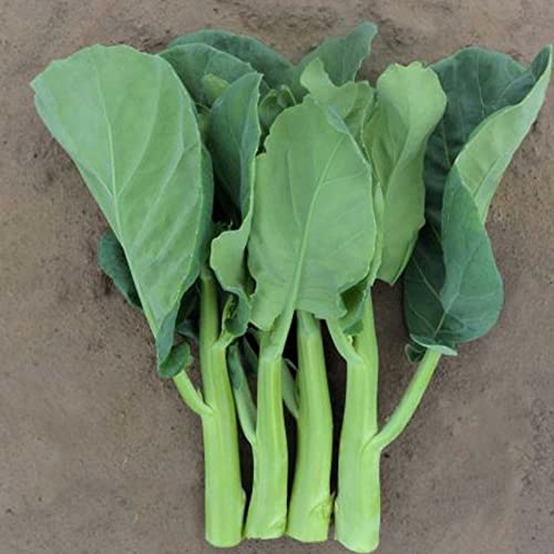Broccoli Seeds - Chinese Broccoli - Late Jade - Hybrid