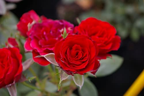 Zwergrose Scarlet Hit Feuerrote Patiorose für Balkon und Garten