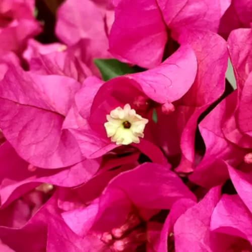 4 Pink Bougainvillea Plants, Live Vine for Gardening (4-6 Inches High)