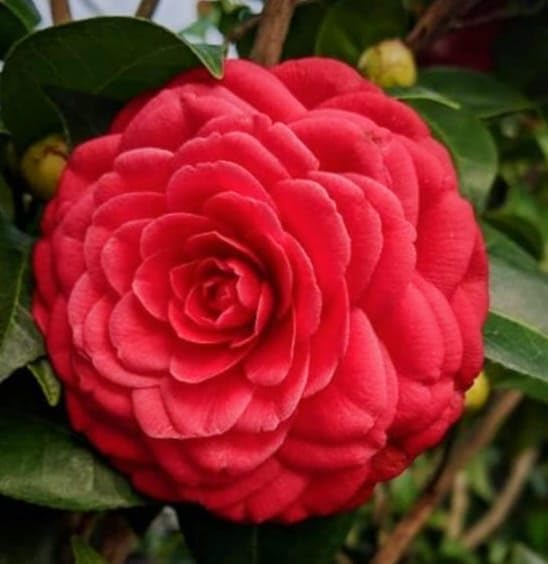 Image of HIDDEN ENTERPRISE Red Camellia Flower Live Plant | Healthy Original Camellia Japonica Tree | Beautiful Flowering Plant for Home Garden, Outdoor & Indoor Decoration | Without Pot