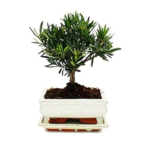 Exotenherz – Bonsai Stenen rasp – Podocarpus macrophyllus – ca. 6 jaar – bolvorm