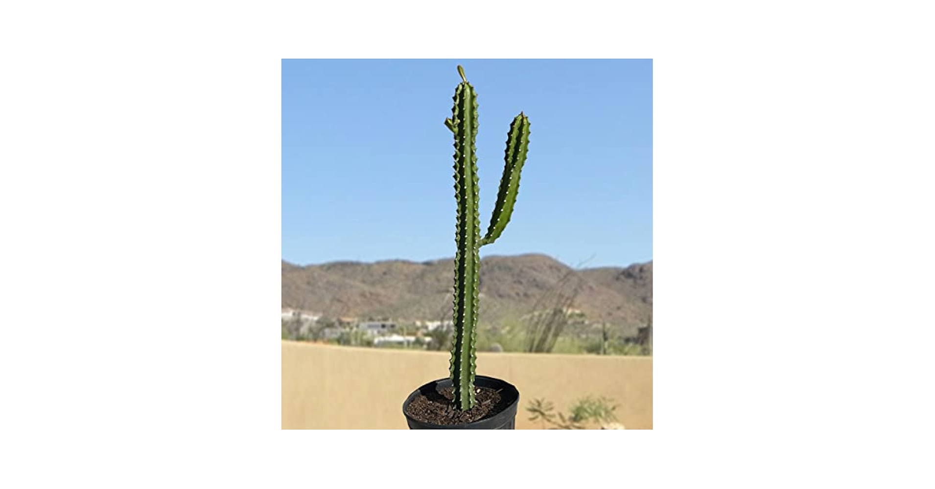 Amazon.com : Cactus Outlet - Cactus Plants Live, Euphorbia