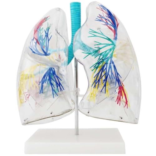 Modèle de poumon transparent 3D AMITD avec arbre bronchique et support - 2
