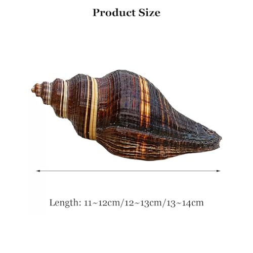 Caracola natural grande para bodas temáticas de playa y centros de mesa 2