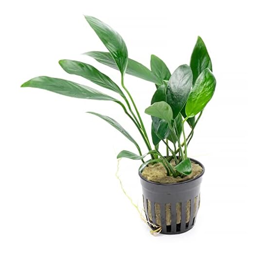 SubstrateSource Anubias Live Aquarium Plants - Potted Freshwater Plant for Fish Tanks, Terrariums - Beginner Friendly Low Light (Congensis, 1 Pot)