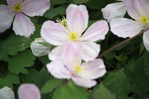 Clématite Giant Star 'Gistar' Godet