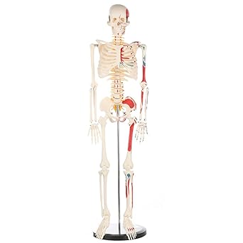 Human Skeleton Model for Anatomy Mini Human Skeleton Model with Metal Stand - 33.4 Inches Tall with Removable Arms and Legs Scientific Study Painted and Numbered Muscle Insertion and Origin Points