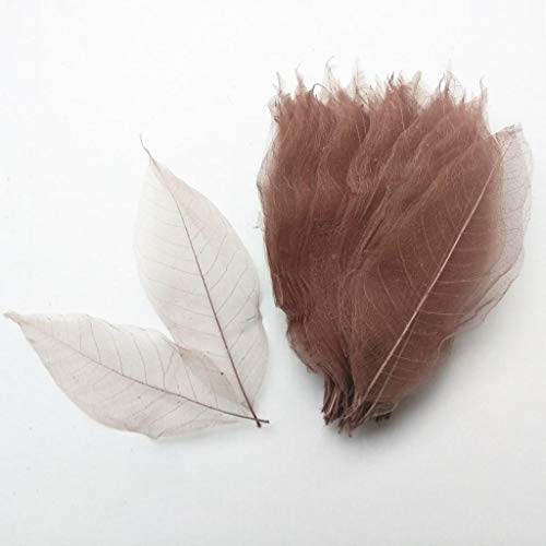 F Fityle 100 Pezzi Magnolia Scheletro Fogliame