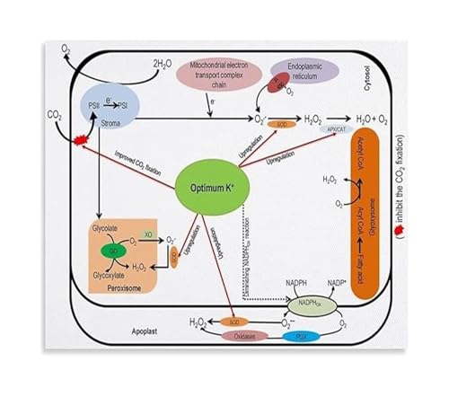 Molecular Biology Reference Poster Optimal Potassium Levels in Plant Cells Canvas Painting for Wall Decor(Unframed,12x18inch(30x45cm))
