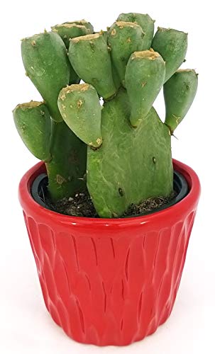 POWERS TO FLOWERS - FICO D'INDIA VASO CERAMICA ROSSO CON SPATOLATURA IN RILIEVO, pianta vera