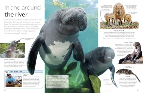 Eyewitness The Amazon (DK Eyewitness) - Image 4