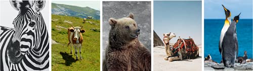 20 Blank Greeting Cards With Nature And Natural Themed Photos With Envelopes! (Wonderful Animals) #TOP6