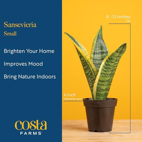 Image of Costa Farms Snake Plant, Small Live Plant in Plastic Pot, Easy to Maintain, Air Purifying Succulent Indoor Houseplant Assorted Variety, Perfect for Home, Room, or Office Decor Gift, 8-12 Inches Tall