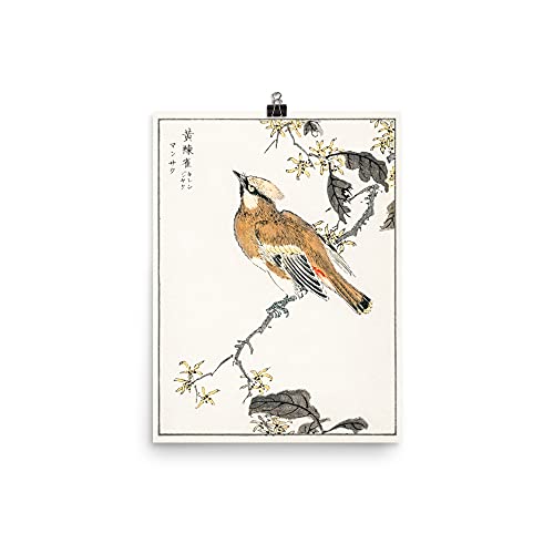 Impresión de arte fino de Cedar Waxwing, grabado botánico japonés de alta calidad