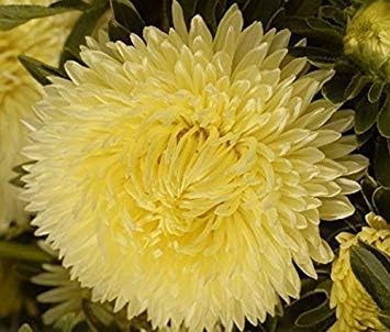Aster Seeds- Callistephus Tall Double Gremlin Yellow 50 Flower Seeds!