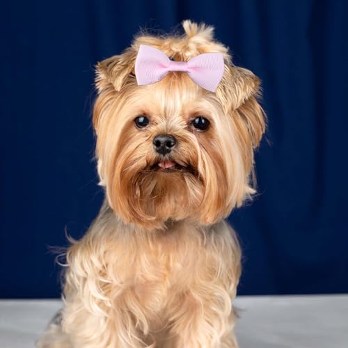 Bremorou 40 Stück Haarschleifen für Hunde Hunde Zopfgummis Hundehaarschleifen Haarband Yorkshire Schleife Gummibänder Haarschmuck Mit Gummibändern Haarschleifen für Kleine Katzen Welpen Haustiere