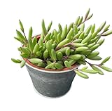 4' Ruby Necklace with Vintage Metal Pot, Live Othonna capensis L.H.Bailey Succulent, Purple Hanging Trailing House Plant for Home Office Wedding Decoration DIY Project Party Favor