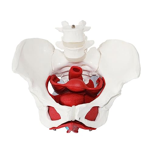 Imagen de GeRRiT Modelo Femenino De Pelvis Y Perineo con Órganos Extraíbles