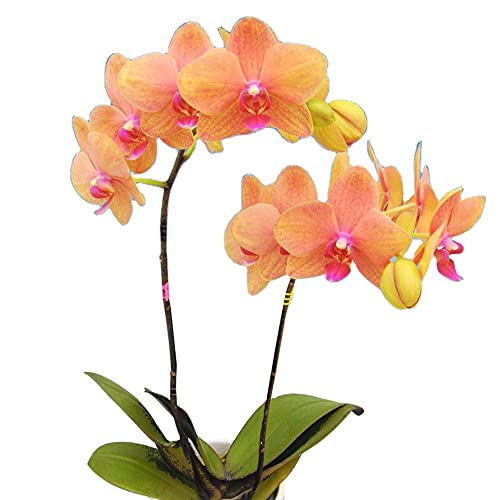 Orchid Phalaenopsis live Plant-image-17