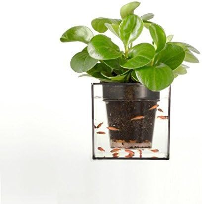 Home Gallery Hk Double Use Crystal Clear Cube Fish Bowl Planter flowerpot with Auto-irrigation System, Clear