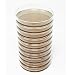 EZ BioResearch Malt Extract Agar (MEA) Plates for Mushroom Cultivation (10 Prepoured Agar Plates)