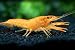 Aquatic Arts 1 Juvenile Neon Red Crayfish | Live Freshwater Aquarium Lobster/Crawfish/Crawdad/Real Living Fish Tank Pet