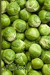 Sprout Notebook: Funny Brussel Sprout Lined Journal, The Perfect Novelty Sprout Gift for Anyone who Loves Brussels Sprouts