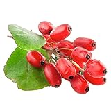 Goji Berry 50 Seeds - Lycium Chinense/Lycium Barbarum, Chinese Wolfberry Plant, Perennial Non GMO Super Fruit, Easy to Grow Goji Berries Seeds for Planting