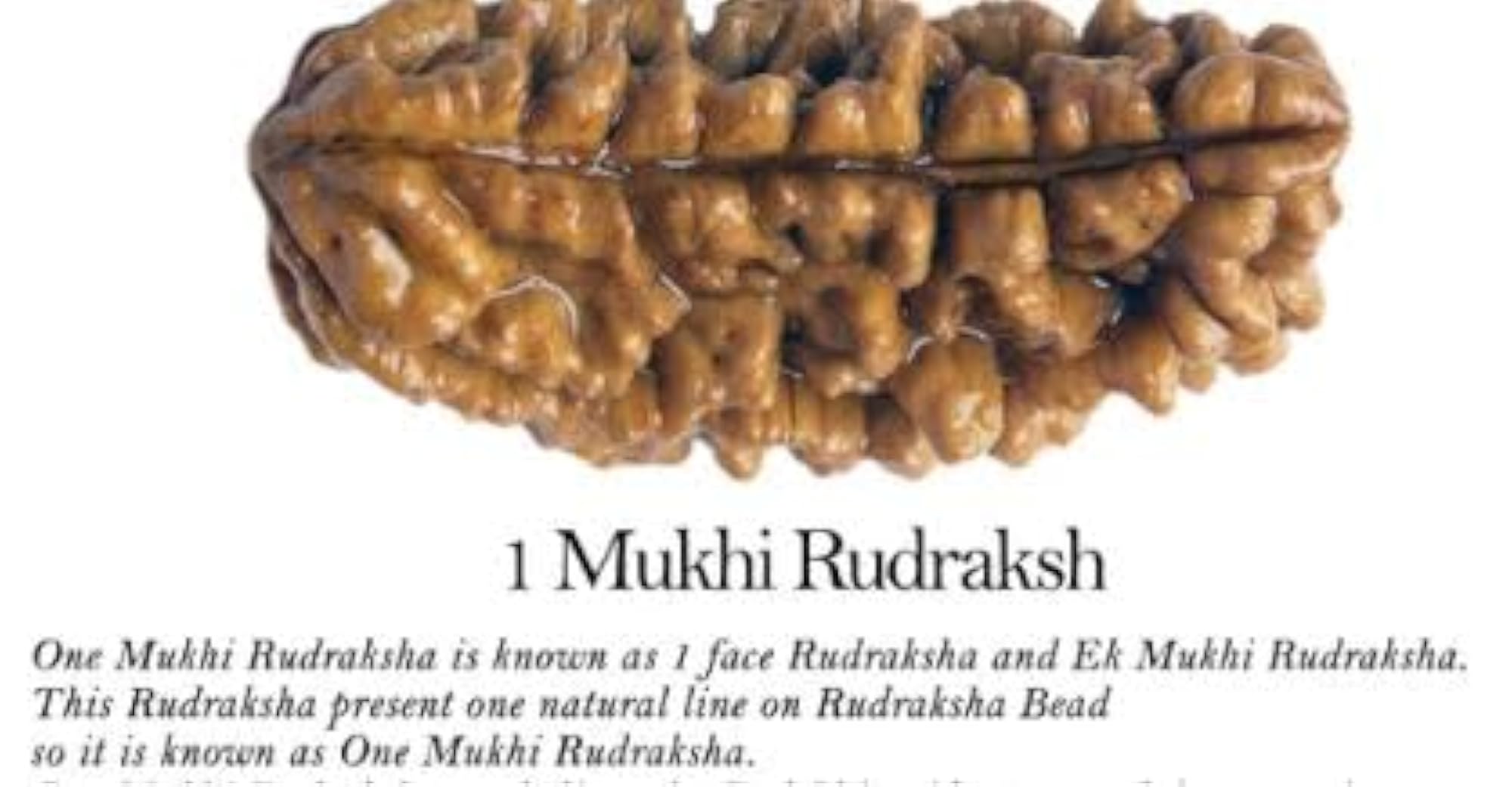 Natural One Mukhi Kaju Dana Rudraksha, Certified