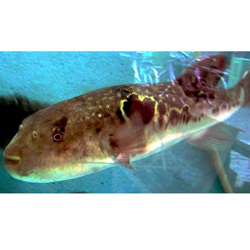 Columbo: Murder Under Glass, Part Two