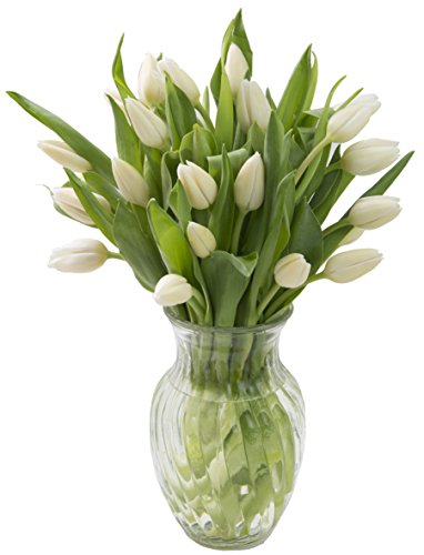 Image of KaBloom PRIME NEXT DAY DELIVERY - Fall Collection - Bouquet of 20 White Tulips Farm-Fresh WithVase|Gift for Birthday, Anniversary, Get Well, Thank You, Valentine, Mother's Day Fresh Flowers