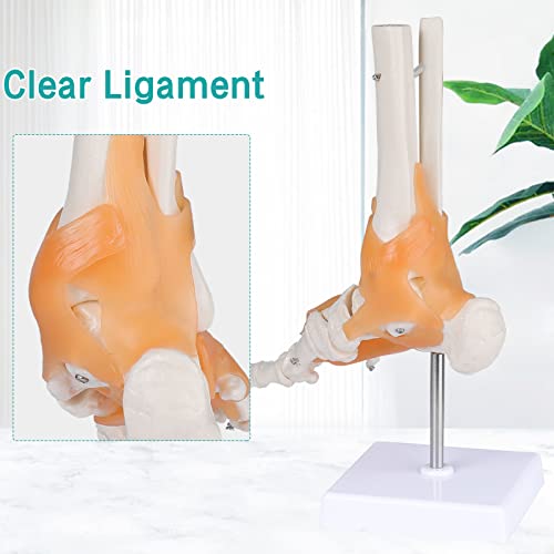 Image of Anatomical Foot Model with Ligaments - Life Size Ankle Joint Model Foot Model with Ligaments for Medical Teaching