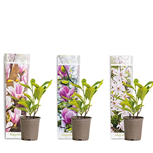 Bloomique - 3er-Set - Magnolien Mix - Magnolie - Strauch - Pflegefreundlich - Topf 09 cm - Höhe 20-25 cm