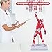breesky Miniature Muscular System Model, 20''Human Muscle Anatomy Model Displaying Superficial Medical Model Muscles Anatomy and Structure of The Body for Teaching Study Education School, (M-3)