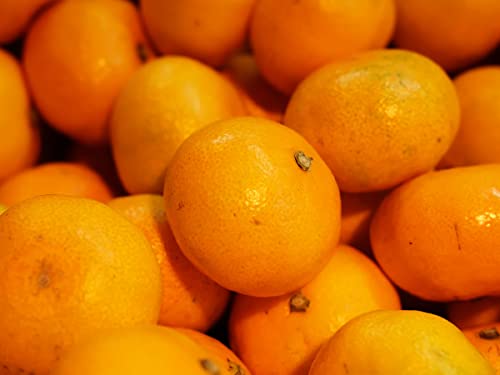 和歌山県産 有田みかん 秀品 2S?Sサイズ 10kg(箱)国産 みかん 生鮮卸売市場