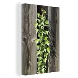 Toile Un Hedera vert clair sur une clôture en bois - Decoration murale - 20x30 cm - Tableaux de salon - Deco chambre - Peinture