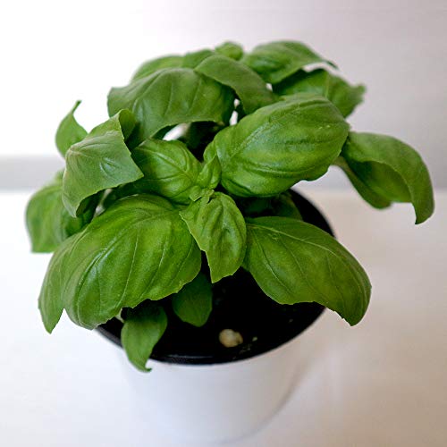 白い鉢に入ったバジル