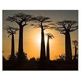  H10058M_NS1R Sticker mural décoratif Motif Baobabs de Madagascar 50 x 40 cm