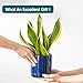 vancasso Ceramic Plant Pots, 3 Piece Planters for Indoor Plants, 4.25+5.25+6.25 Inch Flower Pots with Drainage, Plant Pots Indoor for Succulent, Pothos, Snake Plant and Money Tree, Etc (Blue)