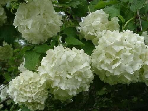 Old Fashion Snowball Viburnum Live Plant in a #3 Container