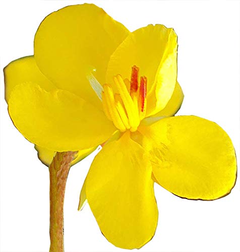 Aceite Esencial Cassia 100% Puro Natural 10 ML miniatura 2